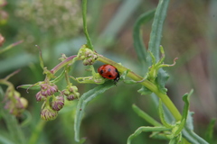 Coccinella septempunctata