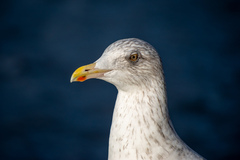 Larus