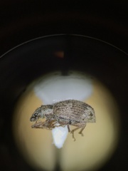 Polydrusus americanus