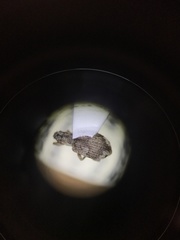 Polydrusus americanus