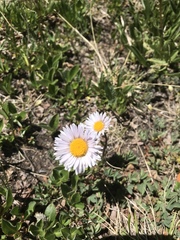 Erigeron melanocephalus