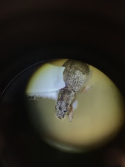 Polydrusus americanus