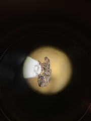 Polydrusus americanus