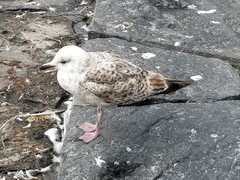 Larus argentatus