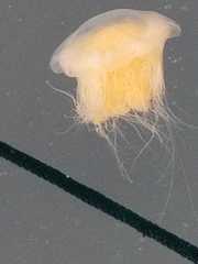 Cyanea capillata