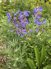 Penstemon wilcoxii
