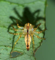 Oxyopes incertus