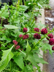 Blitum capitatum capitatum