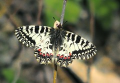 Zerynthia