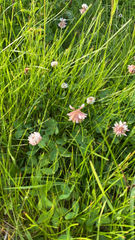 Trifolium hybridum
