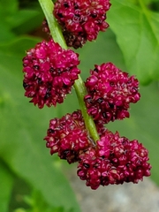 Blitum capitatum capitatum