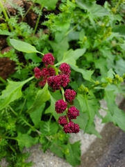 Blitum capitatum capitatum