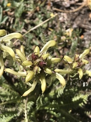 Pedicularis parryi