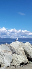Larus canus