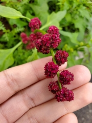 Blitum capitatum capitatum