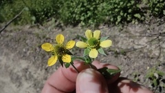 Geum × catlingii