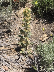 Phacelia heterophylla