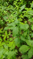Geum × catlingii