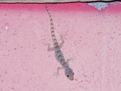 Mediodactylus