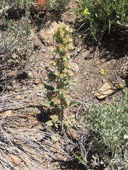 Phacelia heterophylla