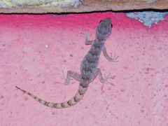 Mediodactylus