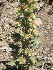 Phacelia heterophylla