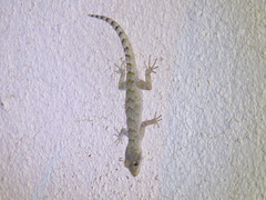 Mediodactylus