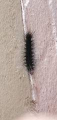 Apistosia judas