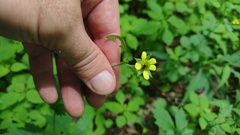 Geum × catlingii