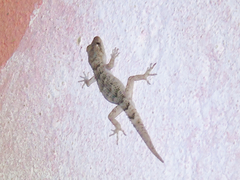 Mediodactylus