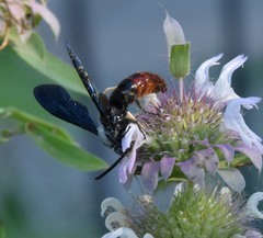 Scolia dubia haematodes