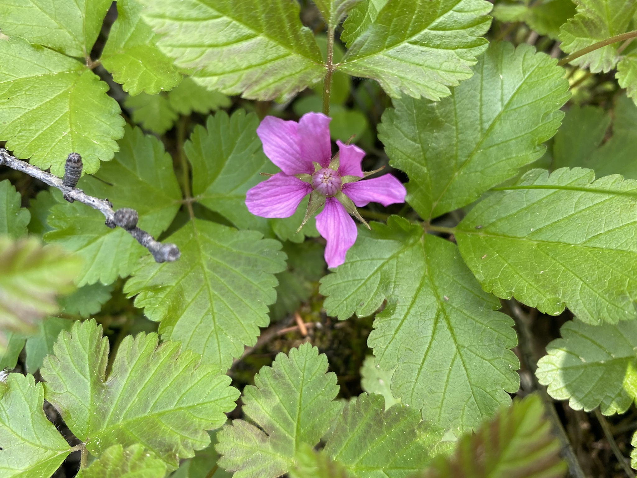 Rubus arcticus
