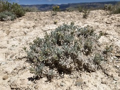 Oreocarya caespitosa