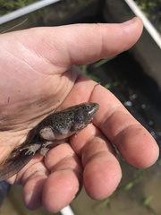 Lithobates areolatus
