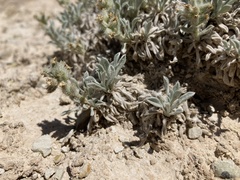 Oreocarya caespitosa