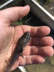 Lithobates areolatus