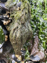 Cladophora stimpsonii