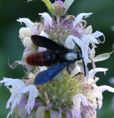 Scolia dubia haematodes