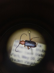 Phymatodes
