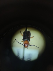 Phymatodes