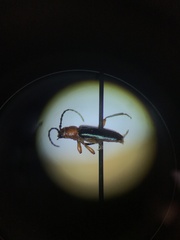 Phymatodes