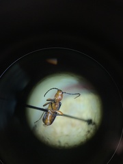 Phymatodes