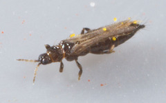 Thrips