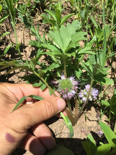 ballhead waterleaf (Hydrophyllum capitatum)