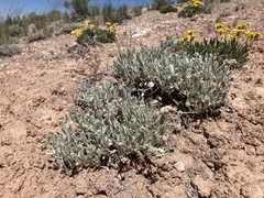 Eriogonum pauciflorum