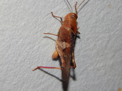 Humbe tenuicornis