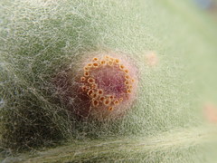 Puccinia poarum