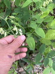 Lathyrus ochroleucus