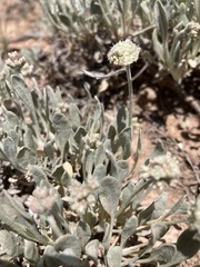 Eriogonum pauciflorum