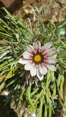 Gazania